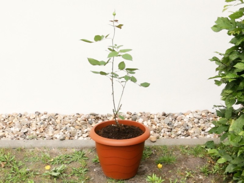 Eine Rose wächst in einem Blumentopf an einem Haus.