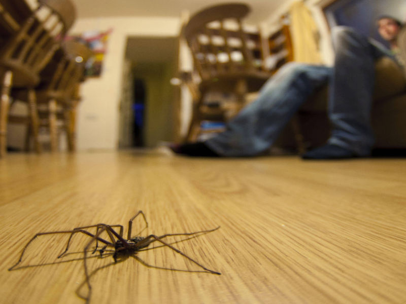 Eine Winkelspinne läuft über den Fußboden.