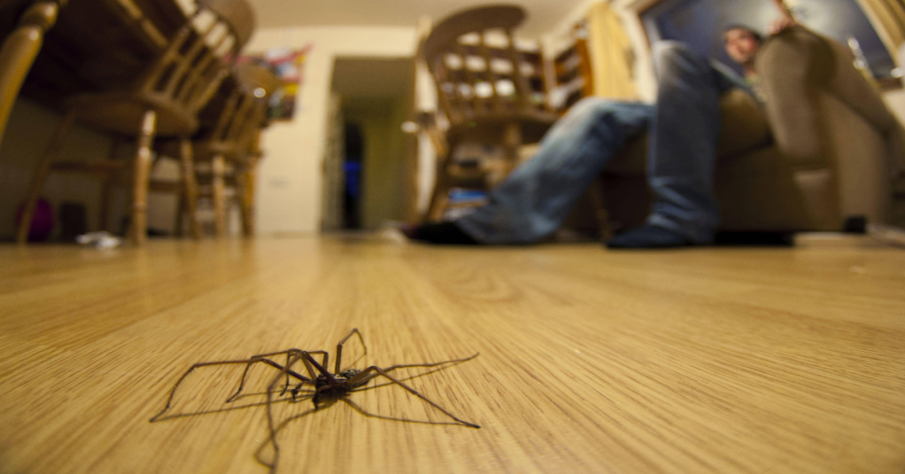 Eine Winkelspinne läuft über den Fußboden.