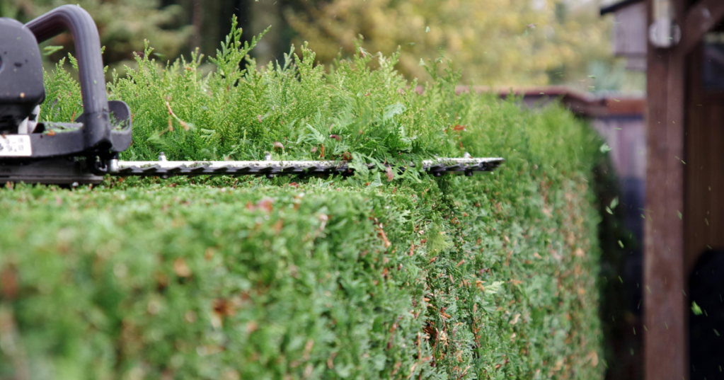 Hecke wird geschnitten in Nahaufnahme.