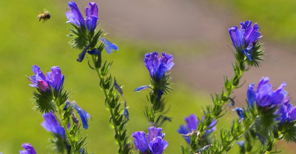 Bienenfreundliche Pflanzen: Blühender Natternkopf mit einem fliegenden Insekt