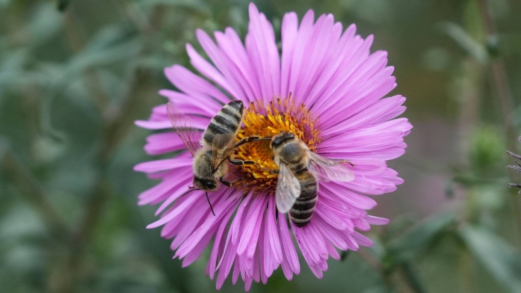 Bienenfreundliche Pflanzen: Die Aster mit purpurroten Blüten zieht gerne Bienen und Insekten an.