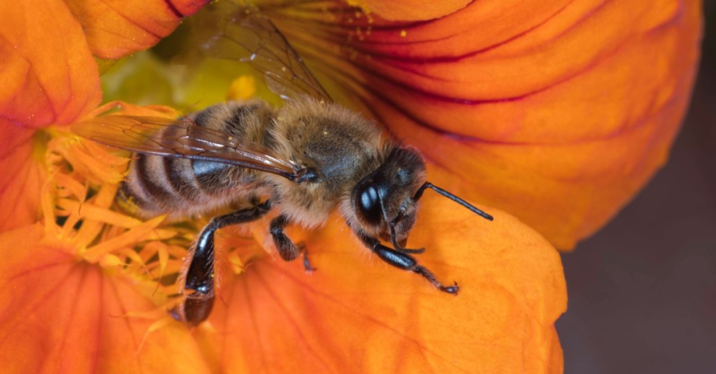 Bienenfreundliche Pflanzen: Eine Honigbiene in einer Blüte von der Kapuzinerkresse.