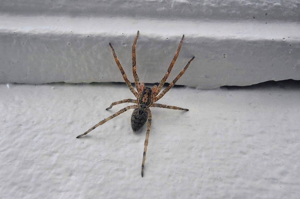 Nosferatu-Spinne auf einem Fenstersims.