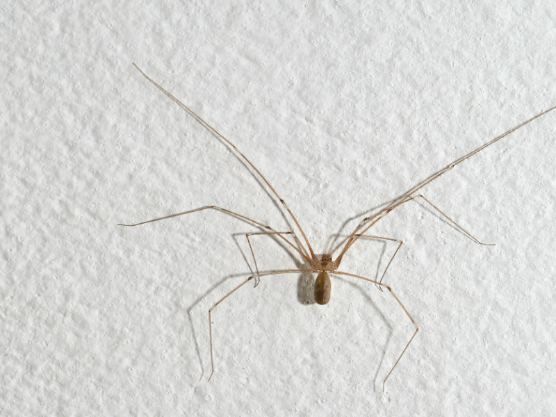 Hausspinne an einer Wand.