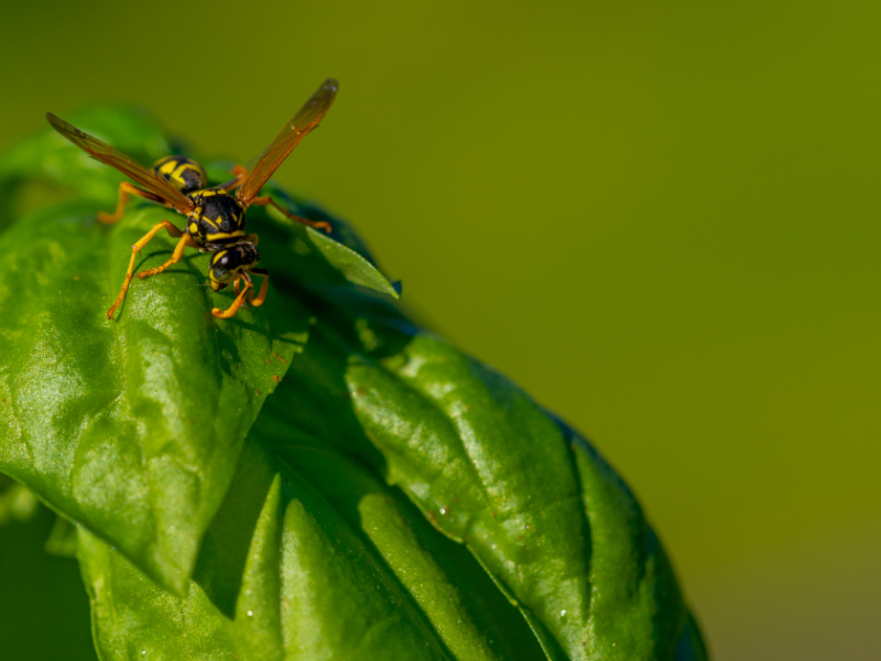 Pflanzen gegen Wespen: Diese 6 Pflanzen halten sie fern