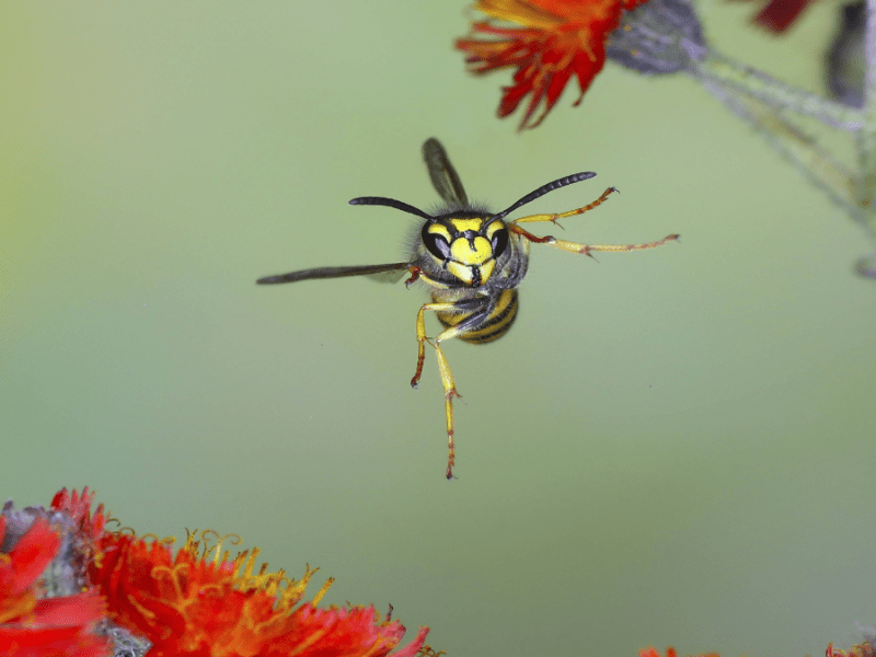 Eine Wespe in Nahaufnahme fliegt auf die Kamera zu.