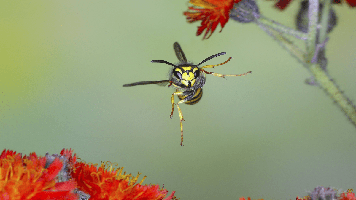 Eine Wespe in Nahaufnahme fliegt auf die Kamera zu.