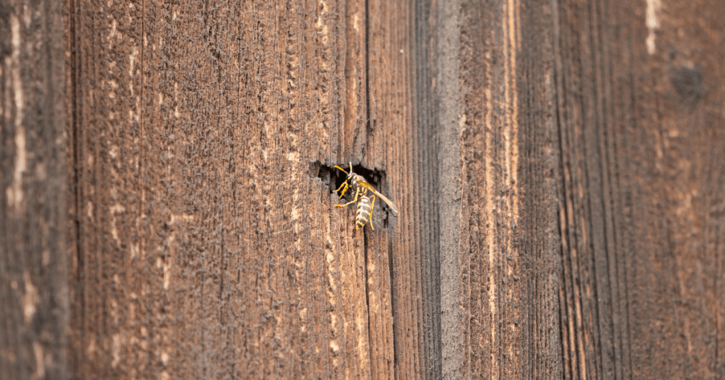 Wespe vor einem Loch im Holz.