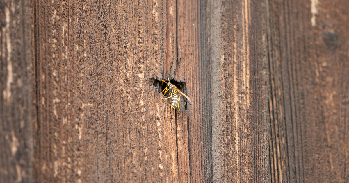 Wespe vor einem Loch im Holz.