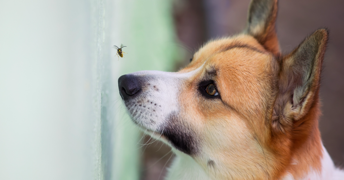 Ein Hund schaut eine Wespe an.