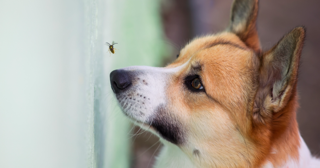 Ein Hund schaut eine Wespe an.