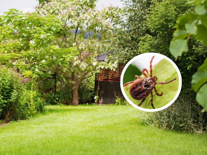 Ein Bild von einer Zecke in einem Garten.