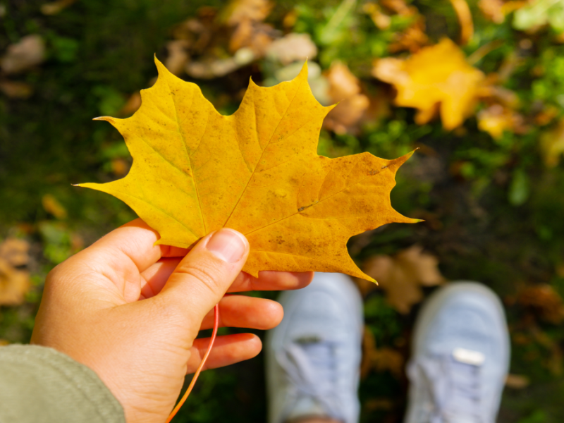 Eine Person hält Herbstlaub in die Kamera.