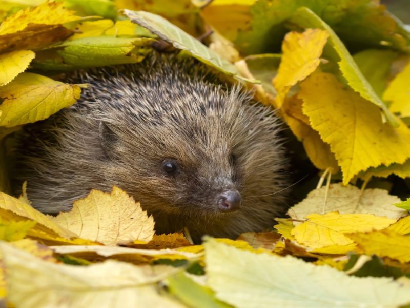 Ein Igel unter einem gelben Blätterhaufen.