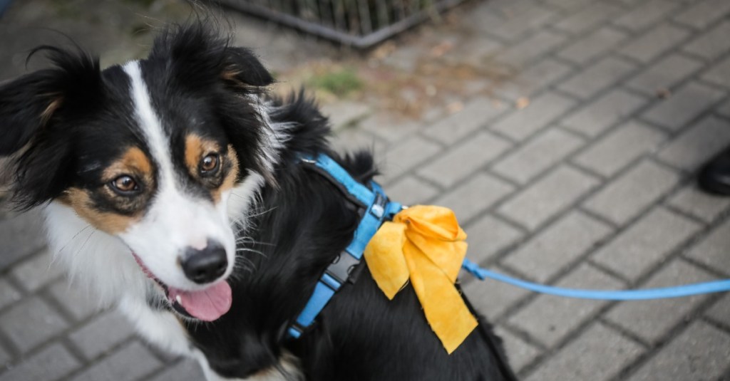 Hund mit einer gelben Schleife an der Hundeleine