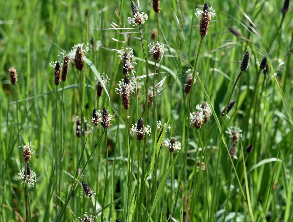 Eine Wiese mit Spitzwegerich.