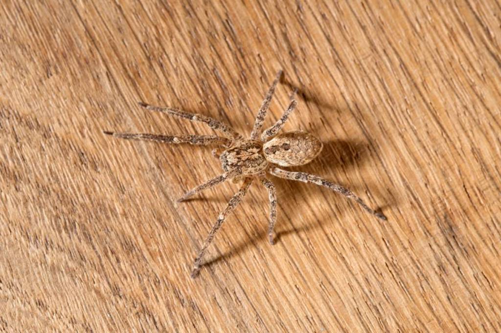 Eine Nahaufnahme von einer Nosferatu-Spinne auf einem Holzboden.