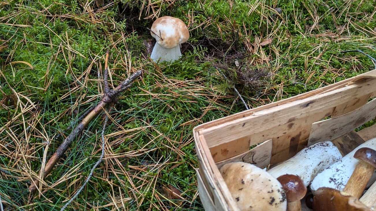 Ein kleiner Steinpilz im Wald.