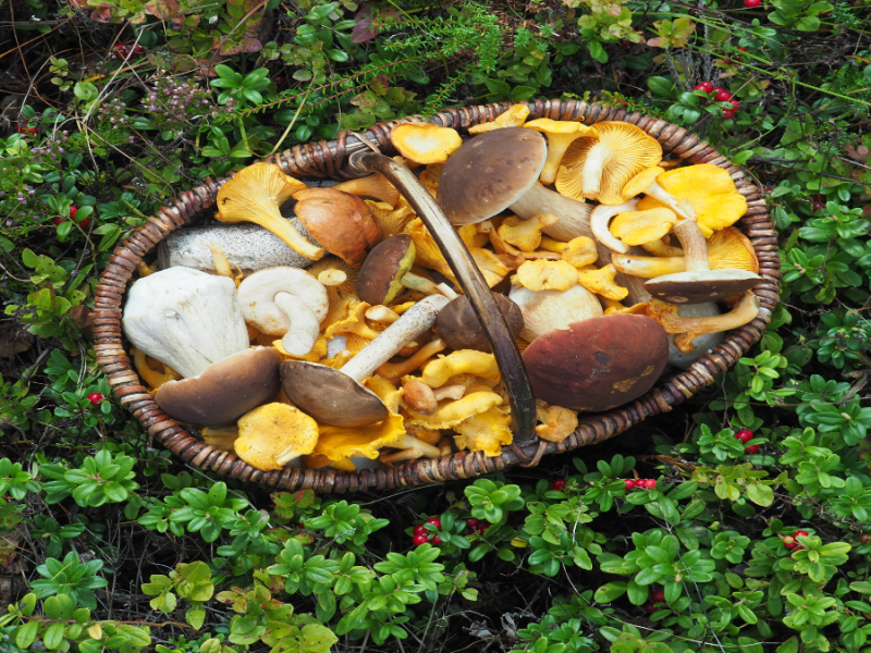 Ein Korb voller Pilze steht auf dem Waldboden.