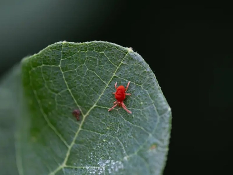 Rote Samtmilbe auf dem Blatt einer Pflanze.
