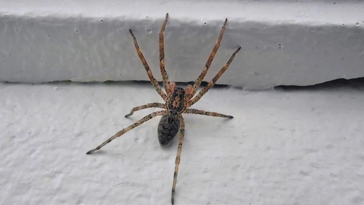 Spinne im Haus.