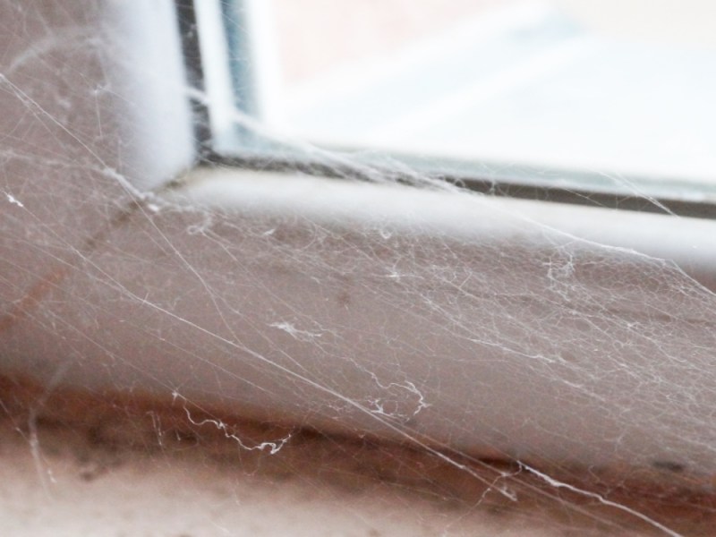 Ein Spinnennetz vor einem Fenster, Nahaufnahme.