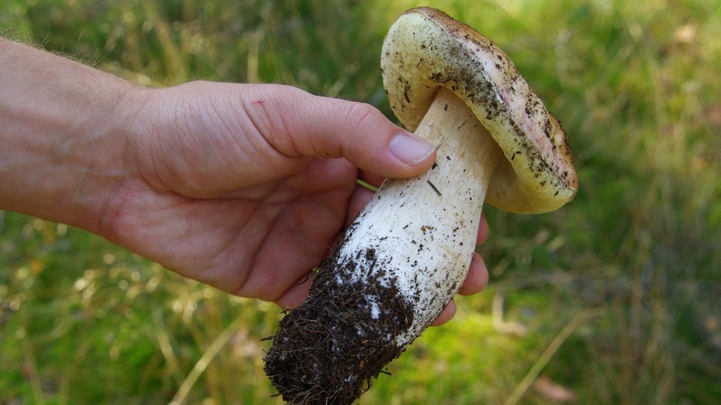 Jemand hält einen Steinpilz in der Hand, der aus dem Waldboden herausgedreht wurde.