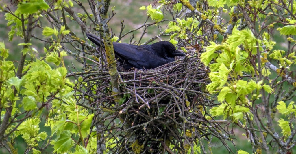 Rabenkrähe im Nest