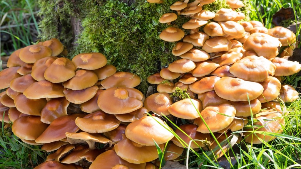 Stockschwämmchen im Wald.