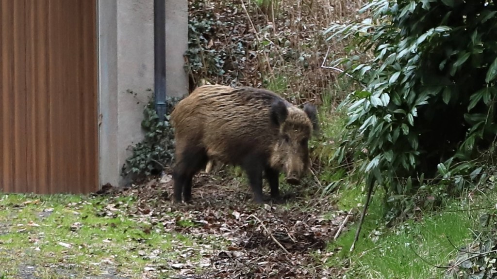 Ein Wildschwein in einem Wohngebiet.