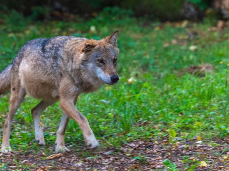 Begegnung mit einem Wolf: So verhältst du dich richtig