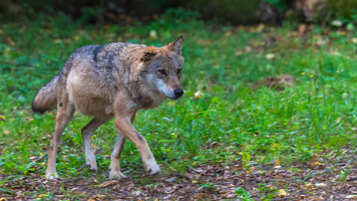 Begegnung Wolf: ein Wolf streift über eine Wiese