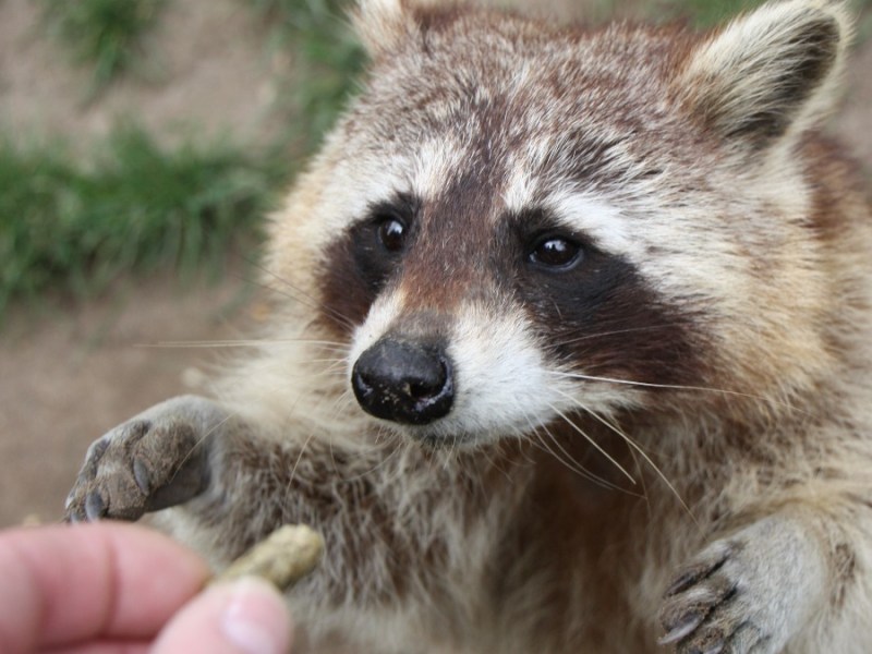 ein WaschbÃ¤r nimmt Futter aus einer Hand