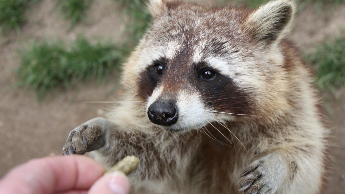 ein WaschbÃ¤r nimmt Futter aus einer Hand