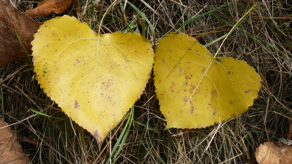 Zwei herzförmige Birkenblätter mit Herbstfärbung.