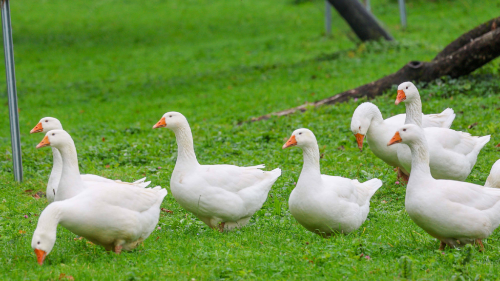 Gänse auf einer Wiese