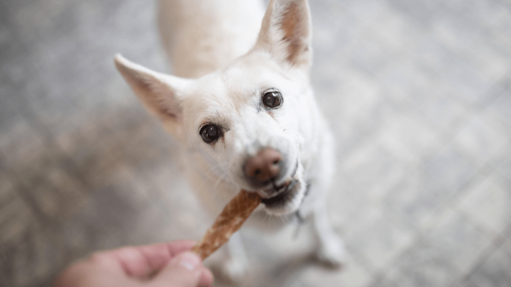 Hund frisst Leckerli