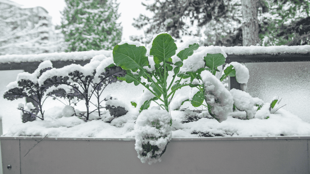 Balkon im Winter nutzen, Wintergemüse im Hochbeet anbauen