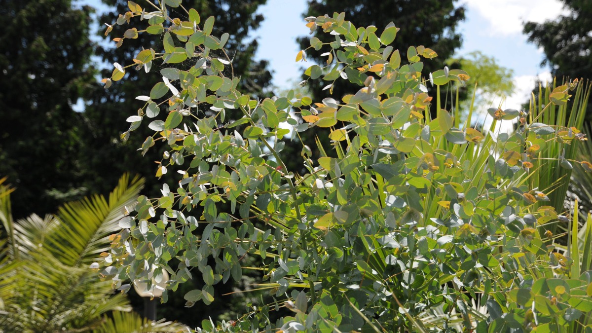 Eukalyptus Pflege: ein Eukalyptus gunnii wächst im Garten