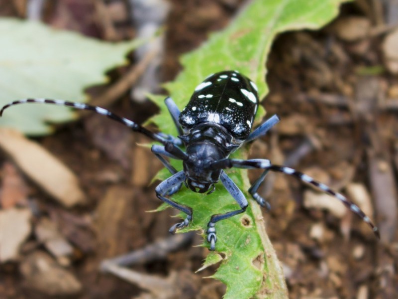 Käfer im Garten: ein Citrusbockkäfer auf einem grünen Blatt