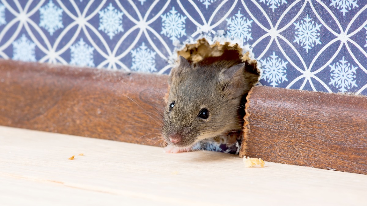 Mäuse in der Wand: eine Maus guckt durch ein Mäuseloch