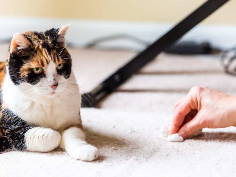 Erbrochenes aus Teppich entfernen: eine Frau entfernt einen Fleck aus einem Teppich, auf dem eine Katze liegt