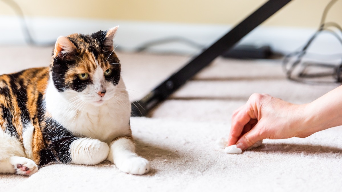 Erbrochenes aus Teppich entfernen: eine Frau entfernt einen Fleck aus einem Teppich, auf dem eine Katze liegt