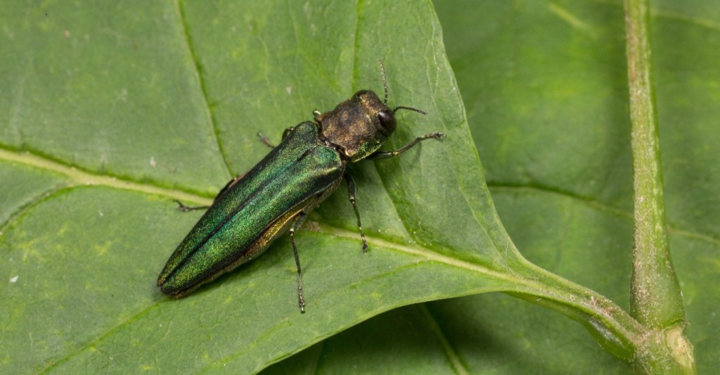 Käfer im Garten: Asiatischer Eschenprachtkäfer