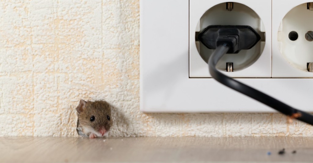 Mäuse in der Wand: eine Maus steckt ihren Kopf durch ein Mäuseloch in der Wand