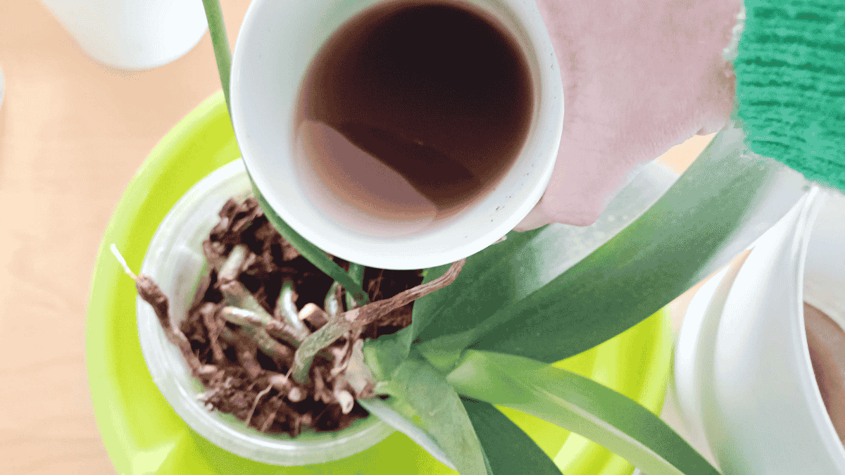 Orchideendünger Kaffee