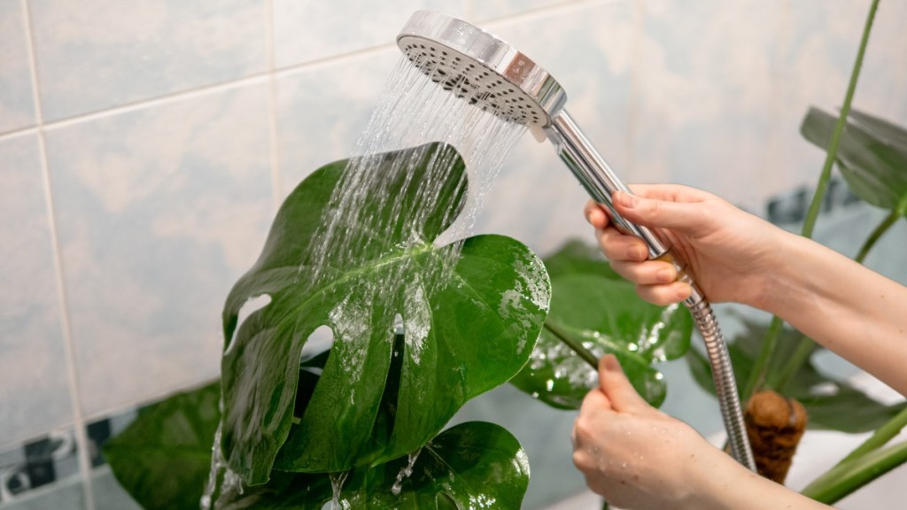 Monstera in der Dusche abbrausen.