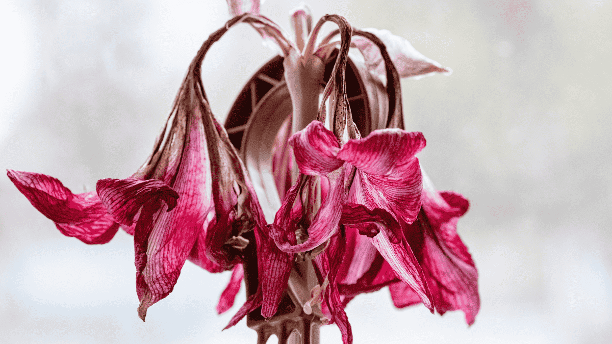 Amaryllis nach der Blüte, verblühte Amaryllisblüten