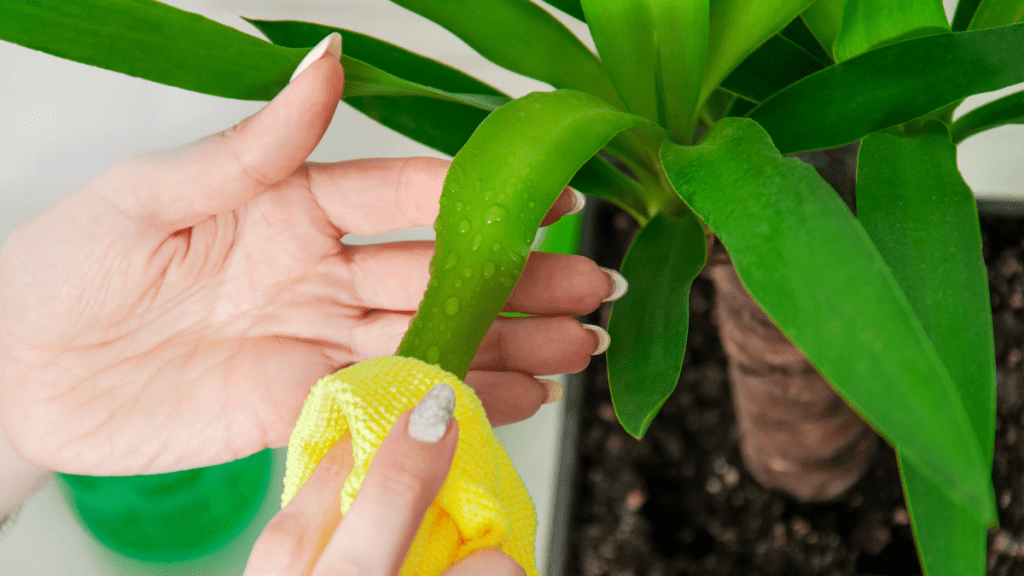 Blattpflege Zimmerpflanzen, Yucca wird mit gelbem Lappen gereinigt